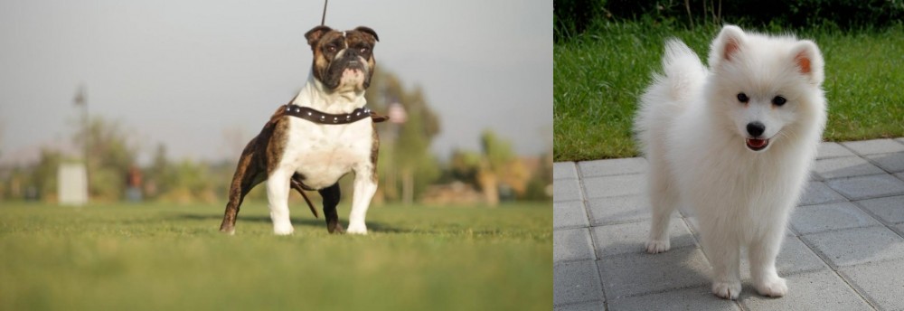 Spitz vs Bantam Bulldog - Breed Comparison