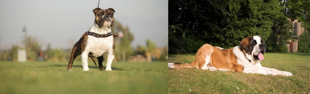 St. Bernard vs Bantam Bulldog - Breed Comparison