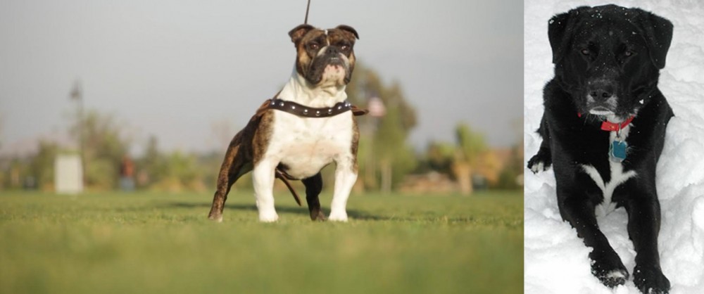 St. John's Water Dog vs Bantam Bulldog - Breed Comparison