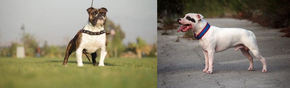 Staffordshire Bull Terrier vs Bantam Bulldog - Breed Comparison
