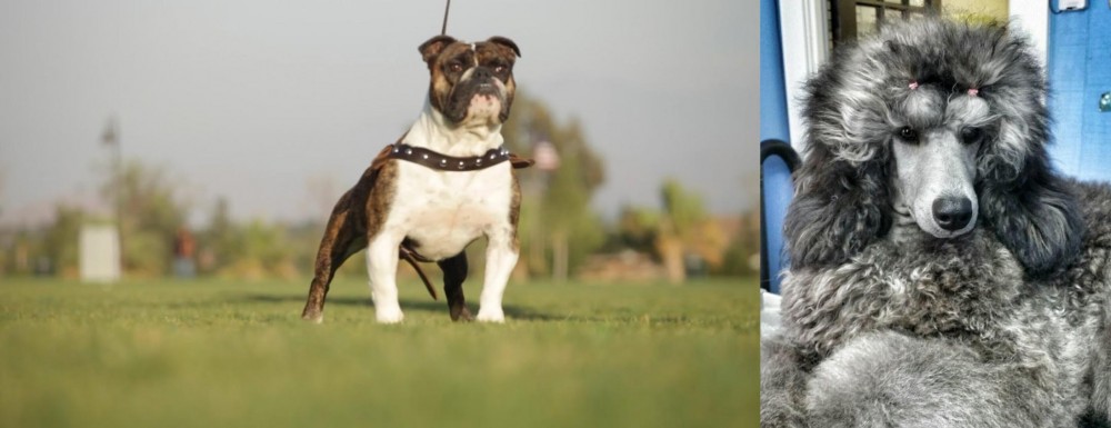 Standard Poodle vs Bantam Bulldog - Breed Comparison