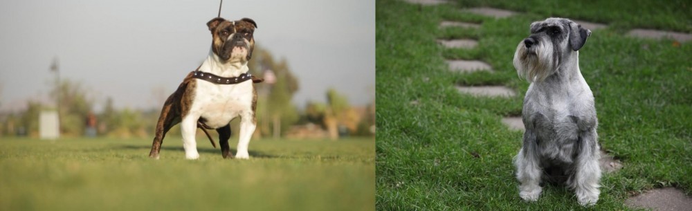Standard Schnauzer vs Bantam Bulldog - Breed Comparison