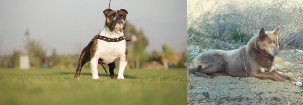 Tahltan Bear Dog vs Bantam Bulldog - Breed Comparison