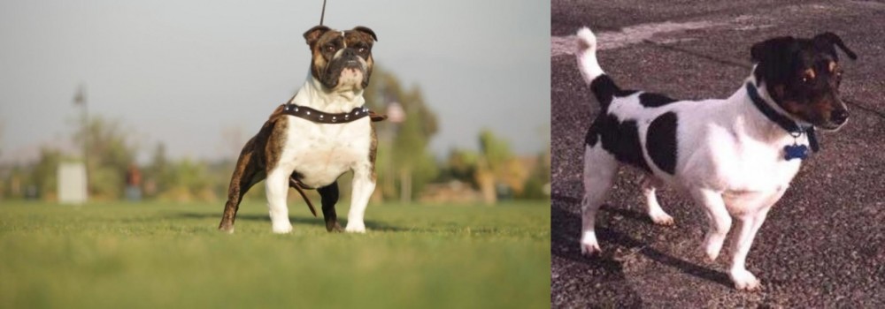 Teddy Roosevelt Terrier vs Bantam Bulldog - Breed Comparison