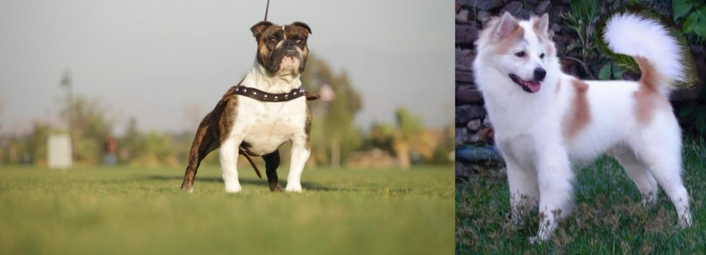 Thai Bangkaew vs Bantam Bulldog - Breed Comparison