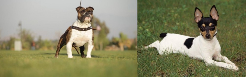 Toy Fox Terrier vs Bantam Bulldog - Breed Comparison