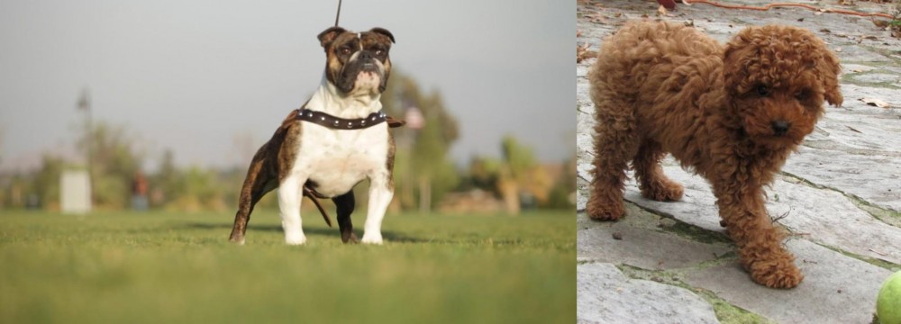 Toy Poodle vs Bantam Bulldog - Breed Comparison