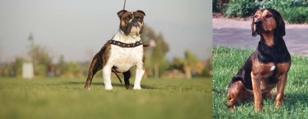 Tyrolean Hound vs Bantam Bulldog - Breed Comparison
