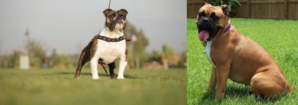 Valley Bulldog vs Bantam Bulldog - Breed Comparison