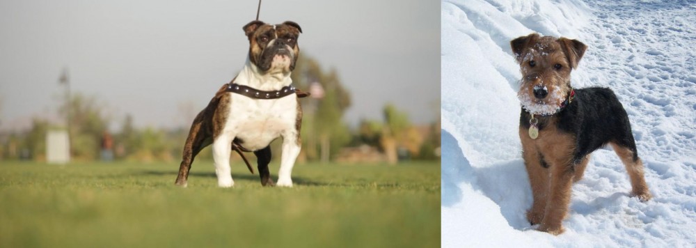 Welsh Terrier vs Bantam Bulldog - Breed Comparison