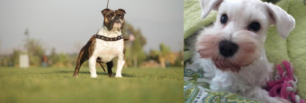 White Schnauzer vs Bantam Bulldog - Breed Comparison