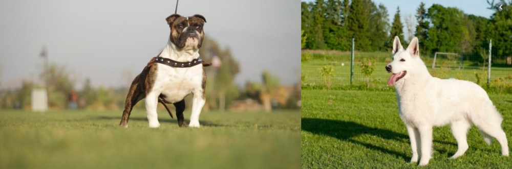 White Shepherd vs Bantam Bulldog - Breed Comparison