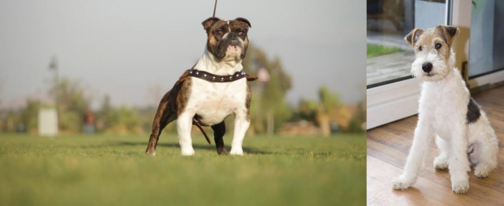 Wire Fox Terrier vs Bantam Bulldog - Breed Comparison
