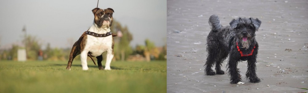 YorkiePoo vs Bantam Bulldog - Breed Comparison