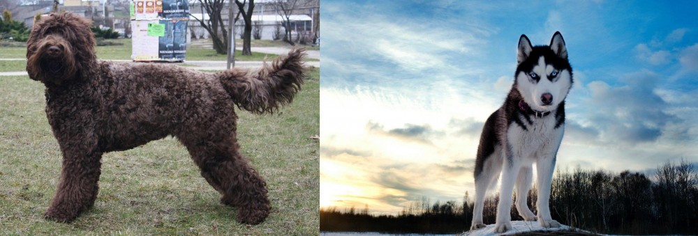 Alaskan Husky vs Barbet - Breed Comparison