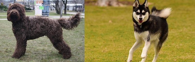 Alaskan Klee Kai vs Barbet - Breed Comparison