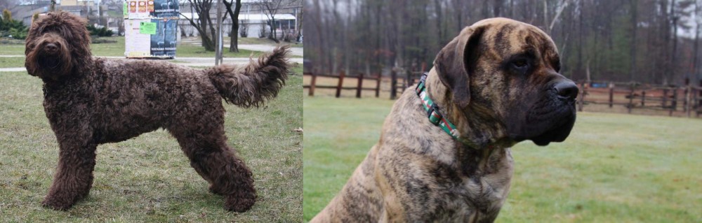 American Mastiff vs Barbet - Breed Comparison