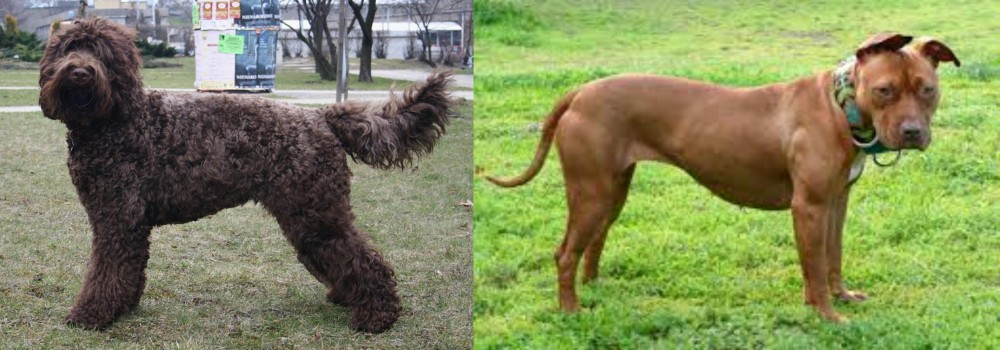 American Pit Bull Terrier vs Barbet - Breed Comparison