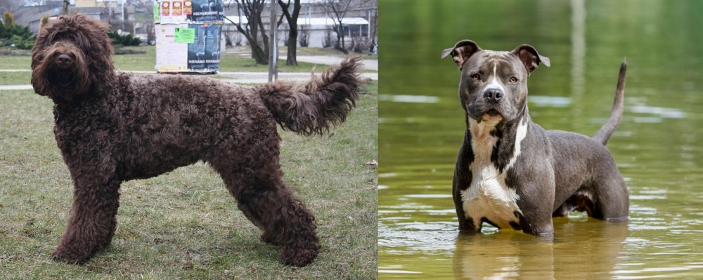American Staffordshire Terrier vs Barbet - Breed Comparison