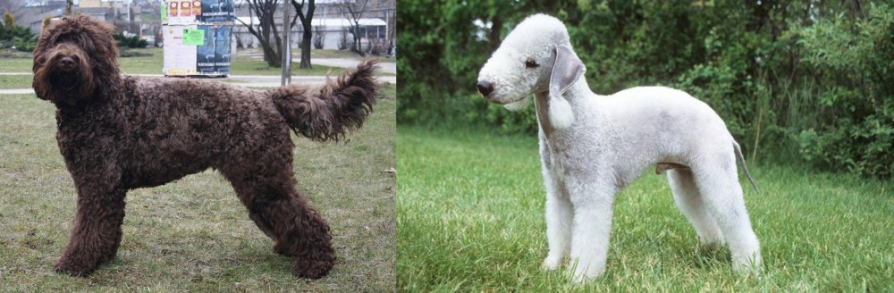 Bedlington Terrier vs Barbet - Breed Comparison