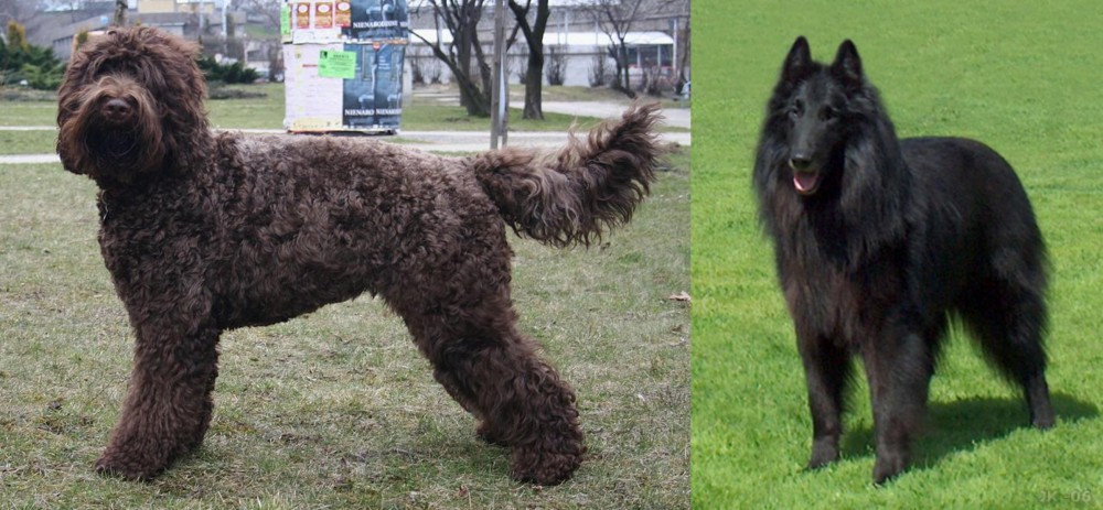 Belgian Shepherd Dog (Groenendael) vs Barbet - Breed Comparison