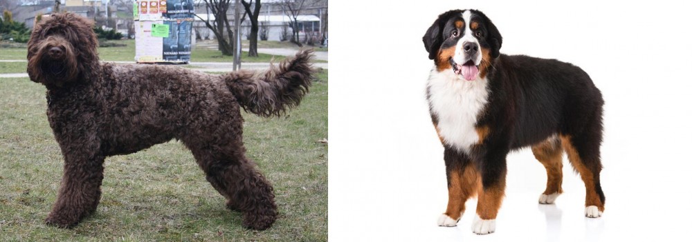 Bernese Mountain Dog vs Barbet - Breed Comparison