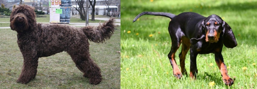 Black and Tan Coonhound vs Barbet - Breed Comparison