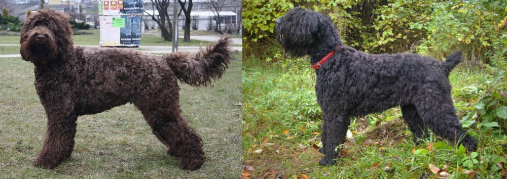 Black Russian Terrier vs Barbet - Breed Comparison