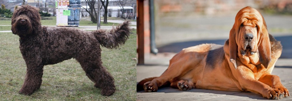 Bloodhound vs Barbet - Breed Comparison