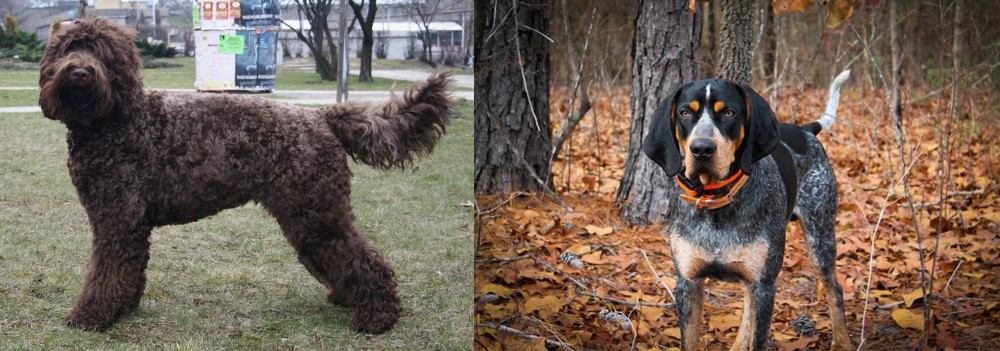 Bluetick Coonhound vs Barbet - Breed Comparison