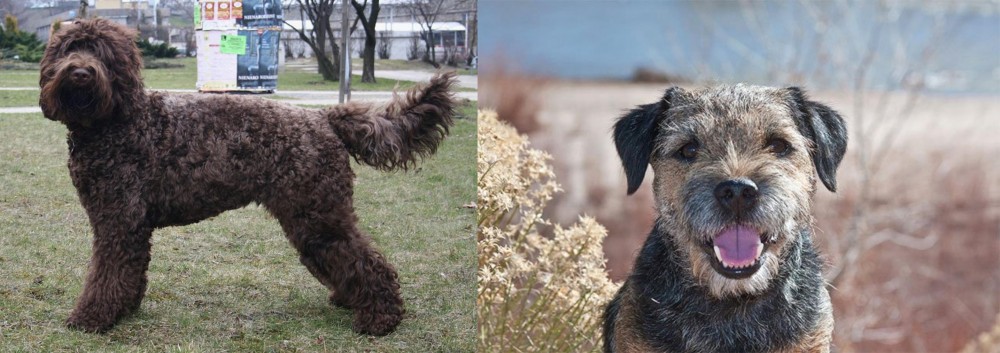 Border Terrier vs Barbet - Breed Comparison