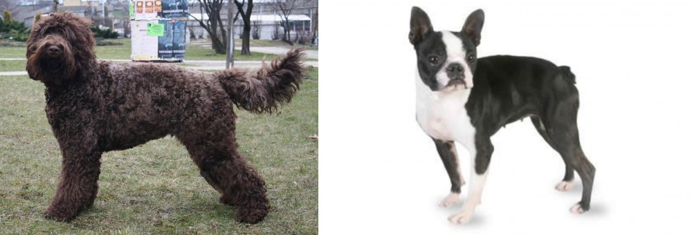Boston Terrier vs Barbet - Breed Comparison