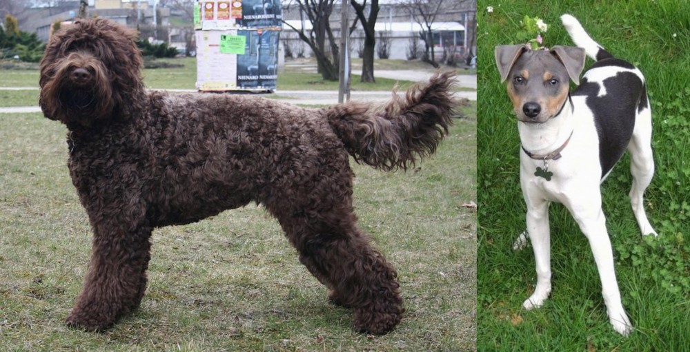 Brazilian Terrier vs Barbet - Breed Comparison