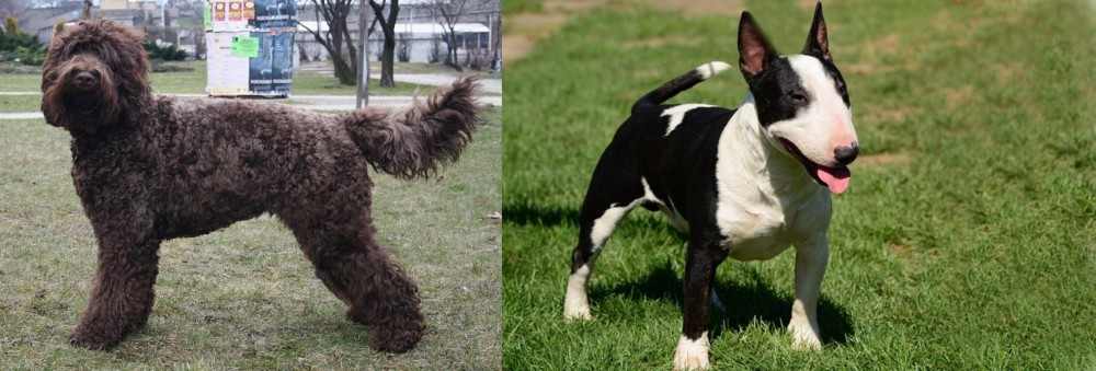 Bull Terrier Miniature vs Barbet - Breed Comparison