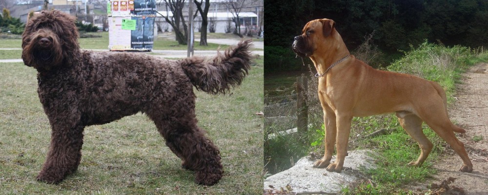 Bullmastiff vs Barbet - Breed Comparison