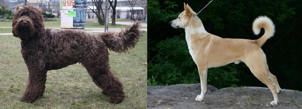 Canaan Dog vs Barbet - Breed Comparison