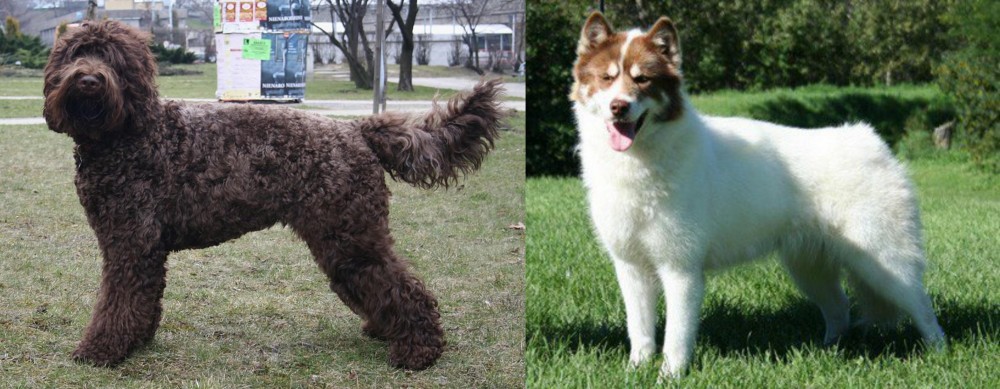 Canadian Eskimo Dog vs Barbet - Breed Comparison