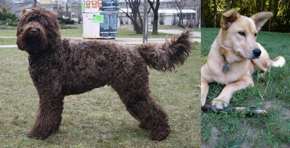 Carolina Dog vs Barbet - Breed Comparison