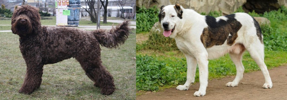 Central Asian Shepherd vs Barbet - Breed Comparison