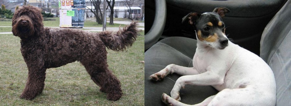 Chilean Fox Terrier vs Barbet - Breed Comparison