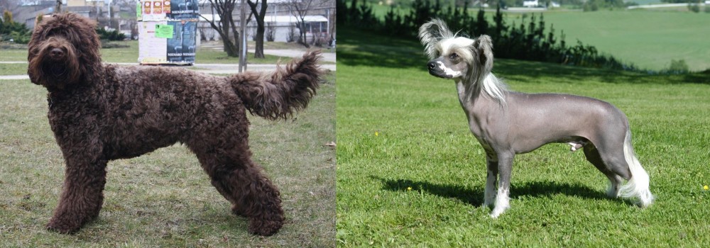 Chinese Crested Dog vs Barbet - Breed Comparison