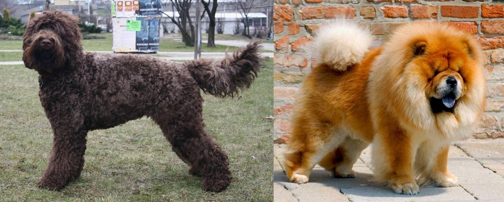 Chow Chow vs Barbet - Breed Comparison