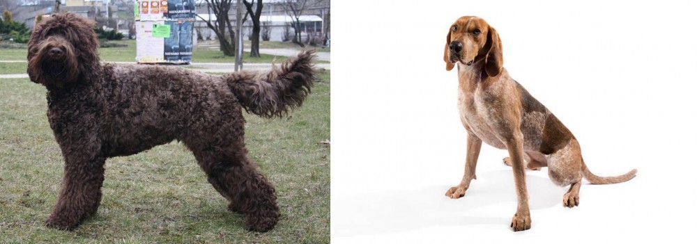 Coonhound vs Barbet - Breed Comparison
