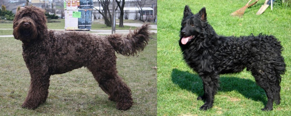 Croatian Sheepdog vs Barbet - Breed Comparison