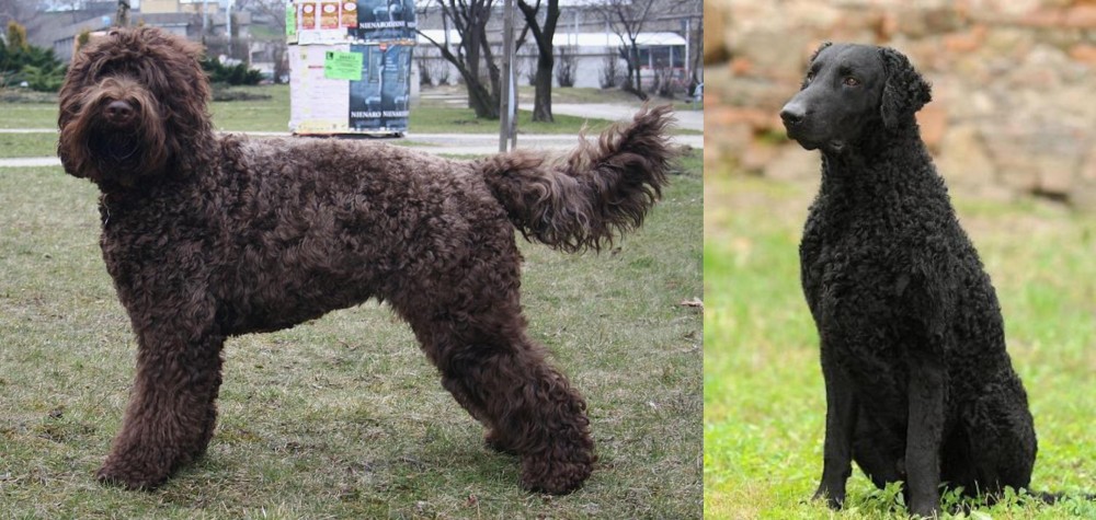 Curly Coated Retriever vs Barbet - Breed Comparison