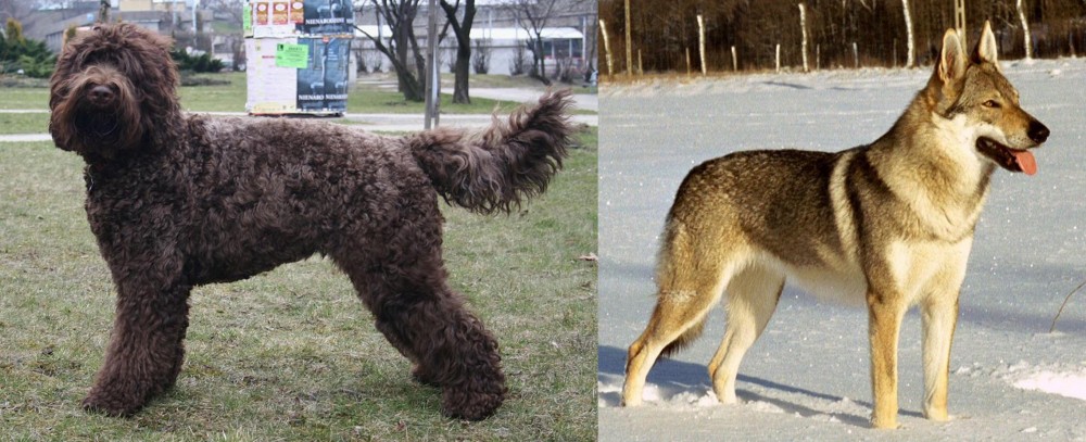 Czechoslovakian Wolfdog vs Barbet - Breed Comparison