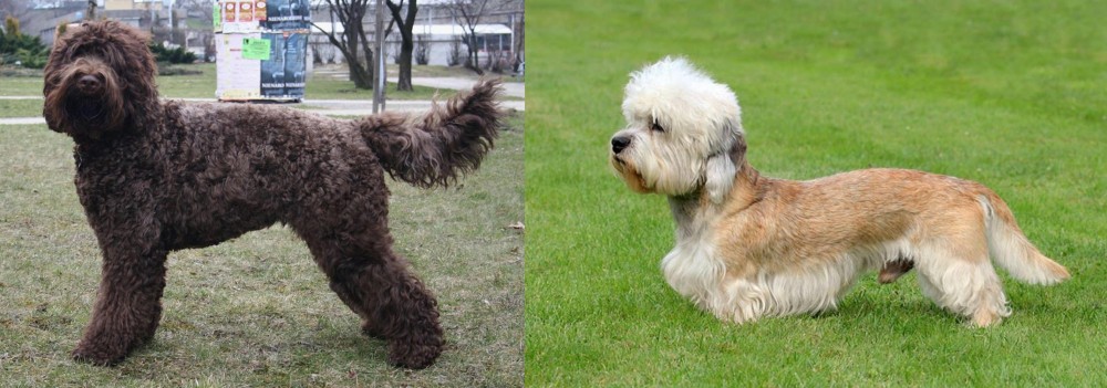Dandie Dinmont Terrier vs Barbet - Breed Comparison