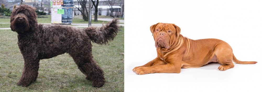 Dogue De Bordeaux vs Barbet - Breed Comparison