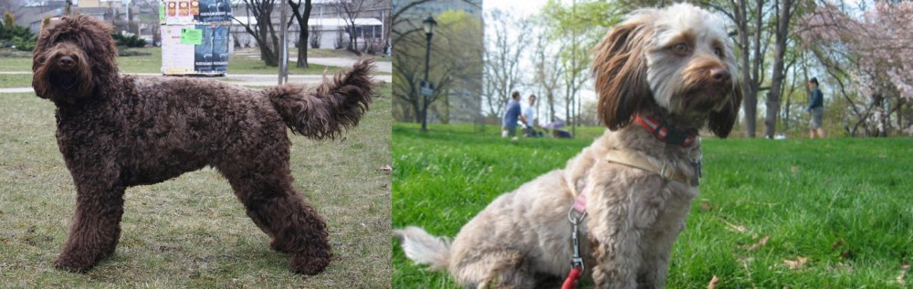 Doxiepoo vs Barbet - Breed Comparison