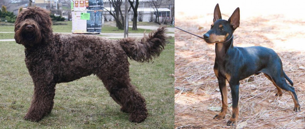 English Toy Terrier (Black & Tan) vs Barbet - Breed Comparison
